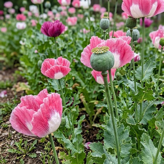 Afghan Poppy Seeds, Papaver Somniferum Flower Colorful Rare - Etsy