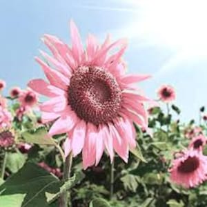 100+ Bulk pack Black Oil Pink Sunflower Seeds Plants Garden Planting Colorful Rare organic