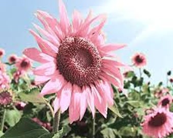 100+ Bulk pack Black Oil Pink Sunflower Seeds Plants Garden Planting Colorful Rare organic