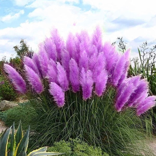 Purple Pampas grass seeds 200 Organic and natural grass biofuel green environmental deer hunting border cover fence