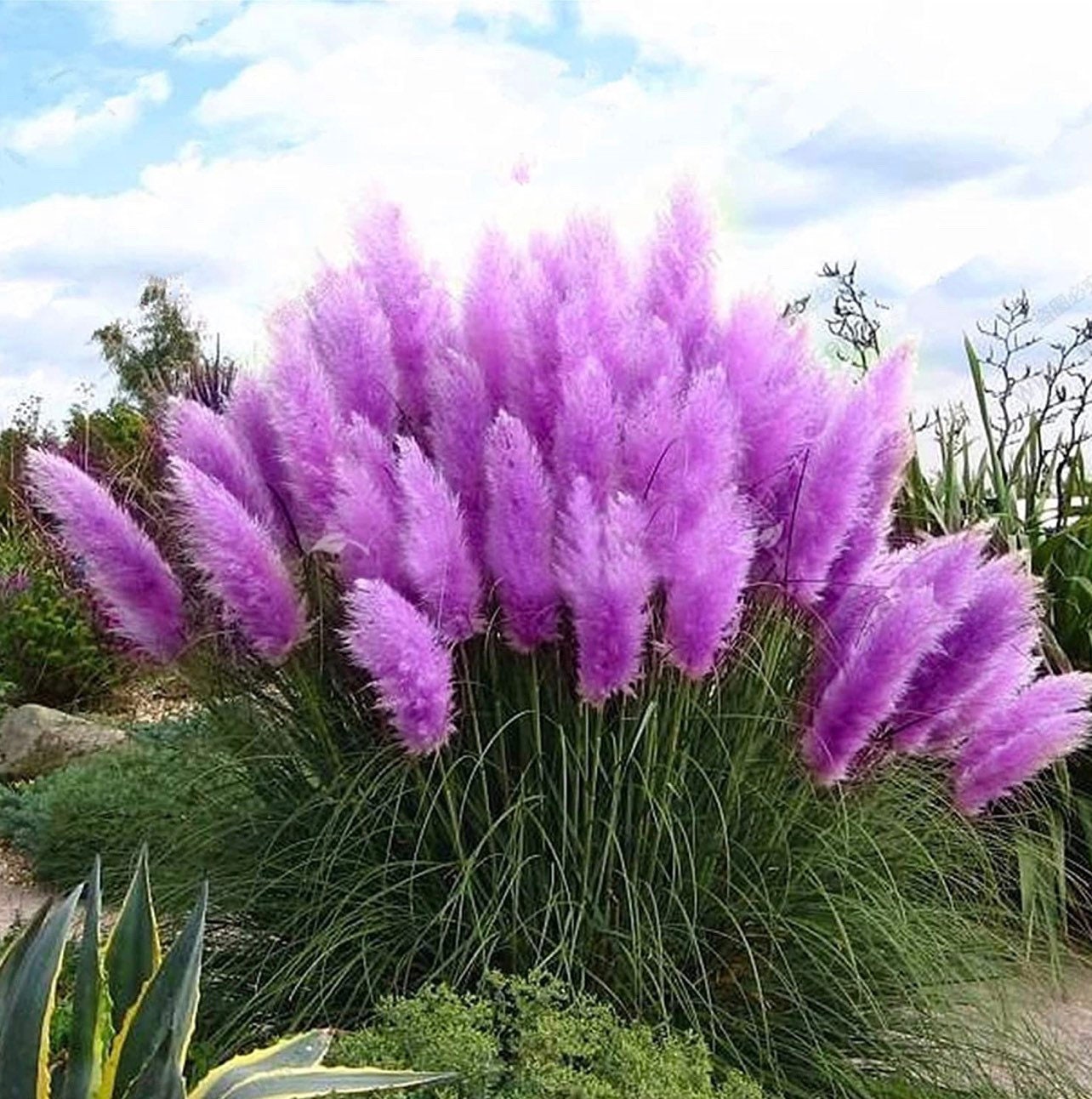 Free Shipping Purple Pampas Grass Seeds 200 Organic and Etsy