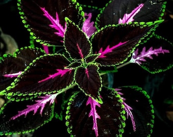 20 Coleus seeds Rare color pink Black Green flower plant lawn