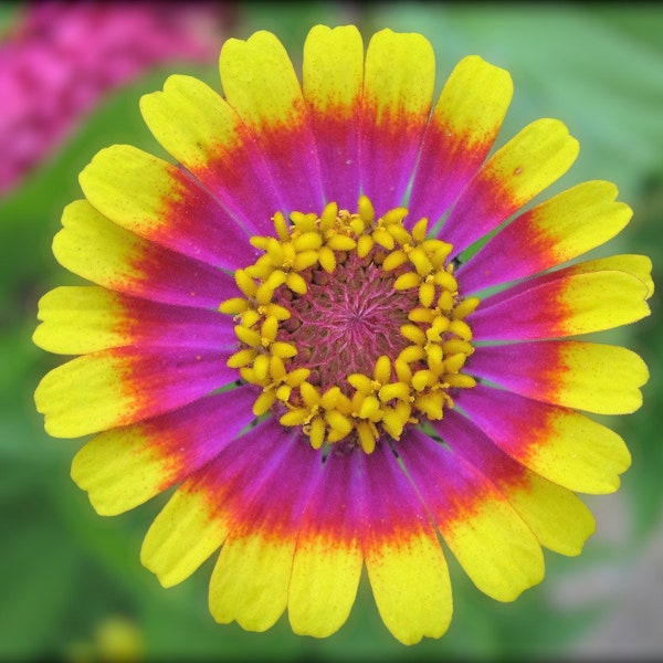 100+ Painted Mix Daisy Seeds | Colorful Rings Rainbow Paper Wild Flower Seed 2022