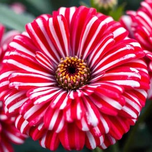 May include: Close-up of a vibrant red and white striped zinnia flower. The flower's petals radiate from a dark center, showcasing a detailed pattern. The center of the flower has a yellow and brown pattern. The image highlights the flower's intricate design and color.