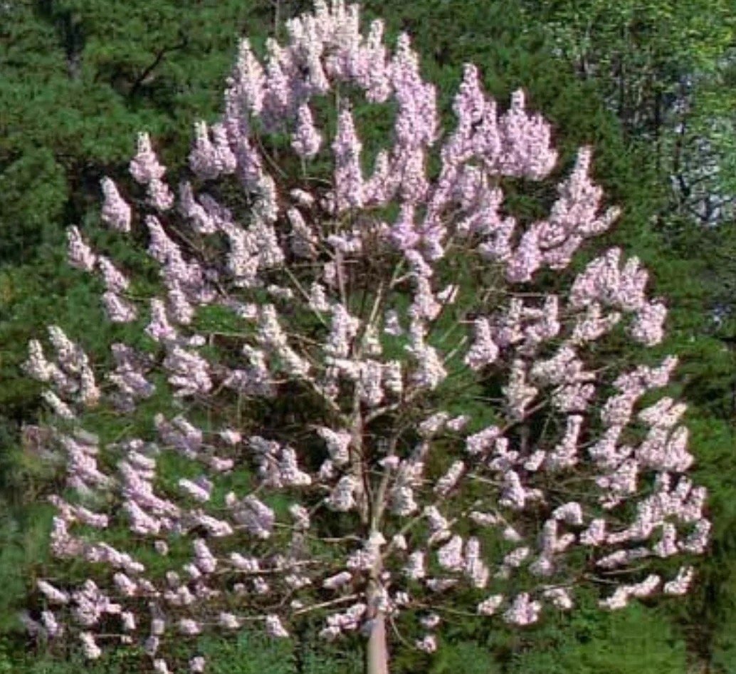 20 Tree White Empress Bonsai Seeds Heirloom Rare Colorful