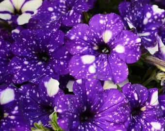 20 purple petunia starry flower seeds for spring summer Blue Yellow White colorful fast growing