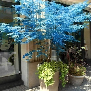 20 Blue Japanese Maple Tree Bonsai Seeds Heirloom Rare Colorful Lawn Plant  - Etsy