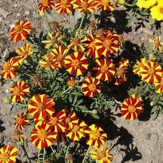 French Marigold COURT JESTER Harlequin Tall Beneficial Plant