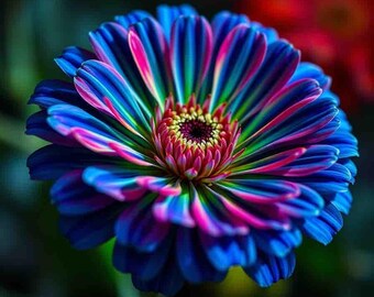 Purple and White Edinburgh Dahlia Flower in Summer Garden Stock Photo Purple and White Edinburgh Dahlia Flower in Summer Garden Stock Photo