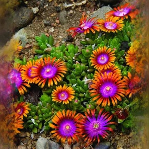 20 Ice plant drought resistant flower seeds for spring summer pink Yellow White colorful fast growing
