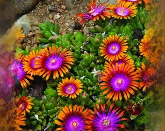 20 Ice plant drought resistant flower seeds for spring summer pink Yellow White colorful fast growing