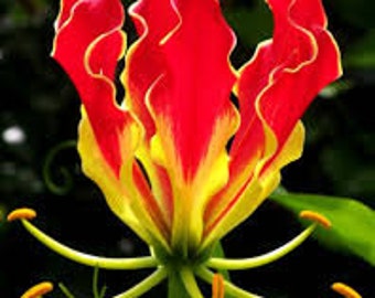 20 Flame Lily garden flower seeds for spring summer Gold Red colorful fast growing