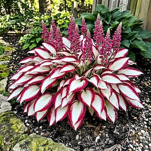 20 Hosta seeds Rare color white pink Green flower plant lawn coleus