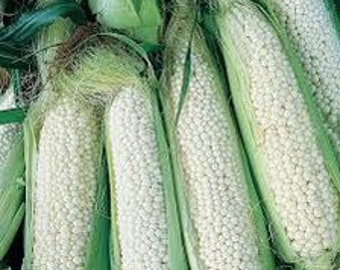 20+ are white pearly, country, gentlemen, corn rare colors beautiful organic non gmo plant handpicked select seeds