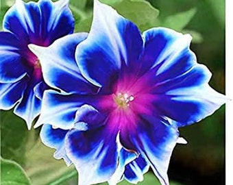 20 Glorious Morning flower seeds for spring summer Blue pink White colorful fast growing
