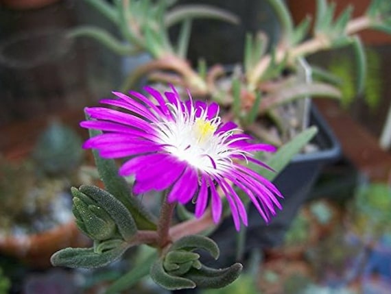20 Ice Plant Drought Resistant Flower Seeds for Spring Summer Pink