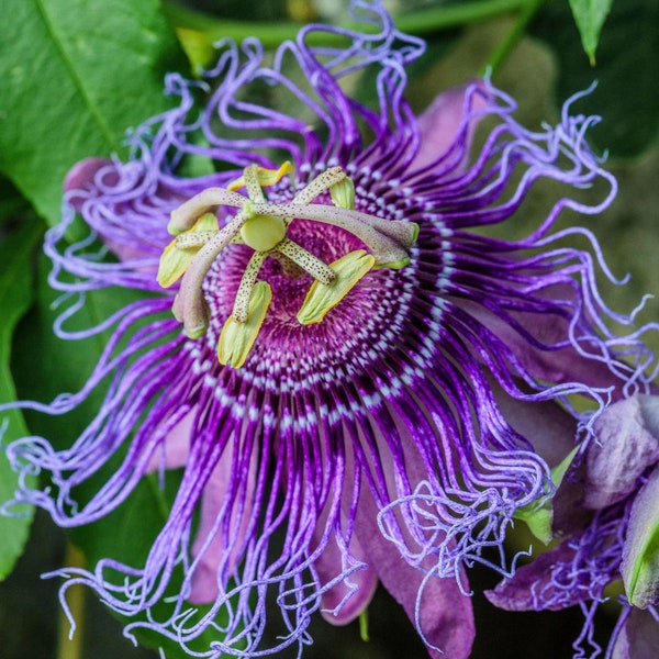 20 Purple Passion Bee flower garden flower seeds for spring summer purple white colorful fast growing