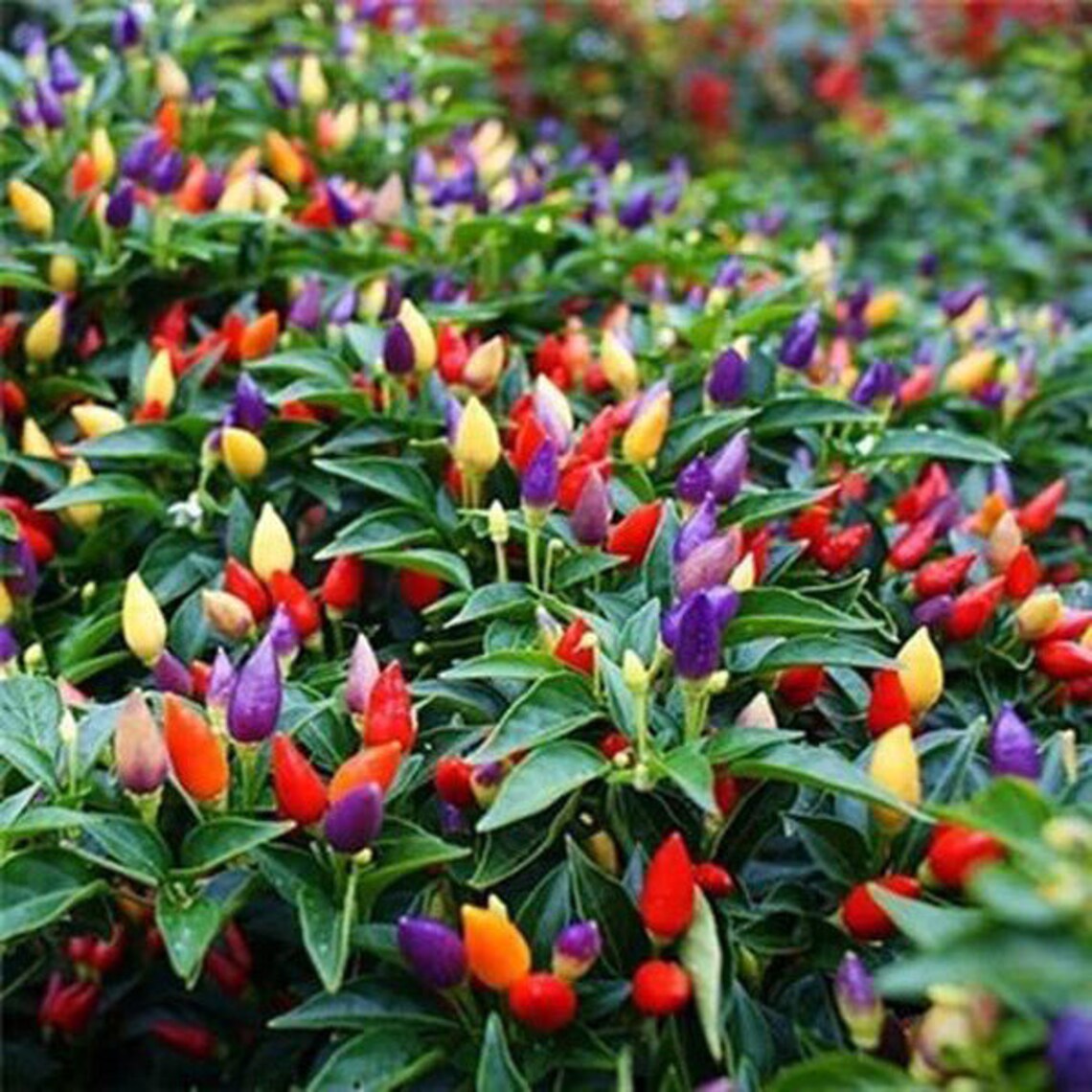 50 Rainbow Heirloom Hot Pepper Christmas Bulb Plant Seeds Etsy