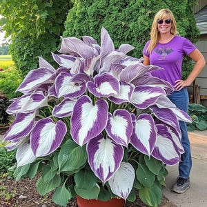 20 Hosta lilac seeds Rare color white purple Green flower plant lawn coleus