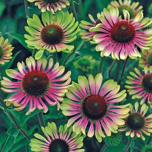 20 Green Twister Purple Cone Flowers garden flower seeds for spring summer gmo organic colorful fast growing