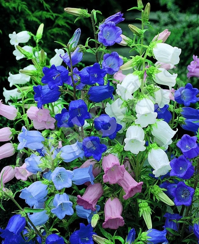 Canterbury Bells - Etsy