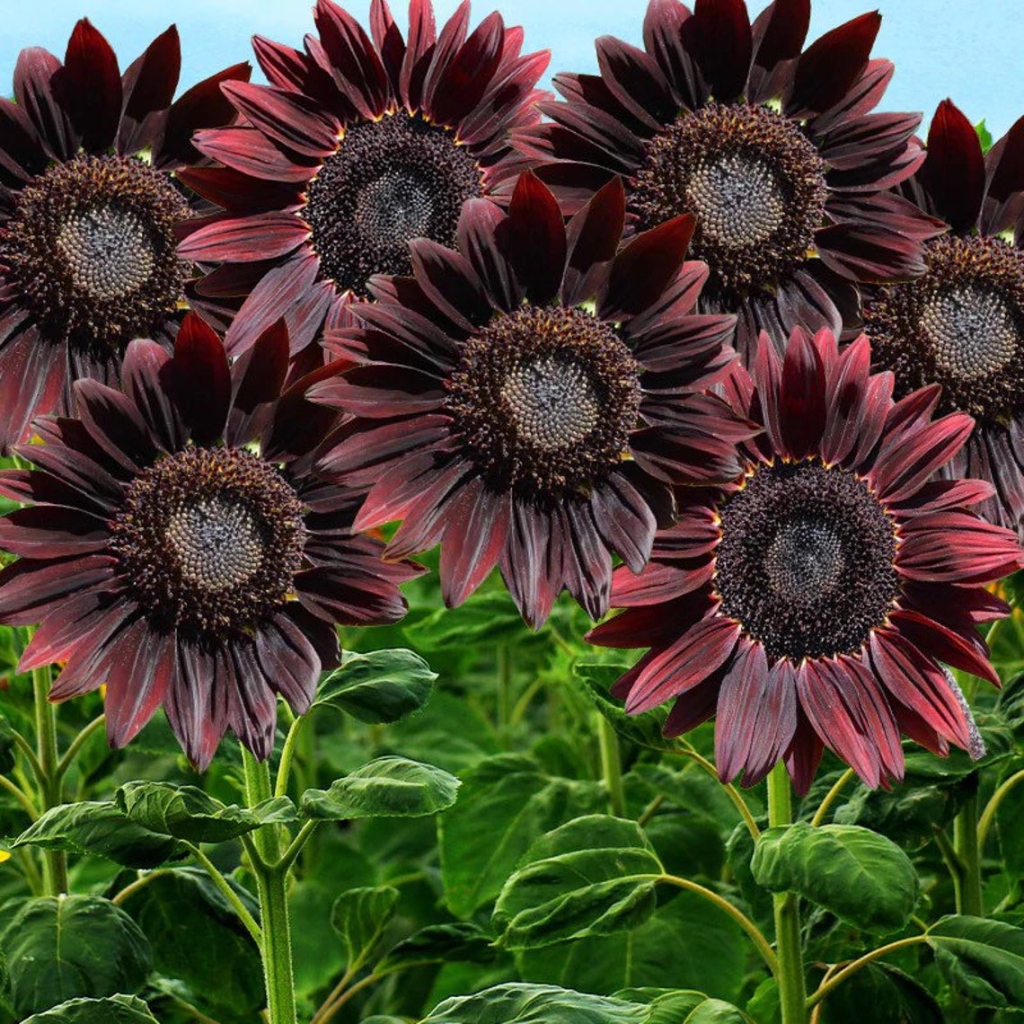 20 Chocolate Cherry Sunflower Seeds Plants Garden Planting Etsy