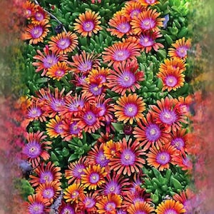 20 Ice Plant Seeds: Drought Resistant, Colorful Flowers