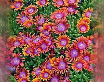 20 Ice Plant Seeds: Drought Resistant, Colorful Flowers