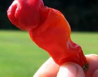 20 seeds Peter Pepper Funny Super hot Scoville organic rare non gmo red World Record Hot Peppers Vegetables 50 Seeds