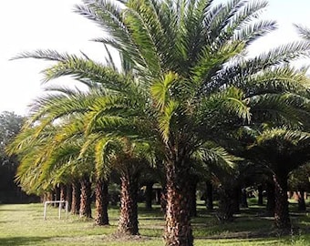 6 viable, Sylvester, palm, tree, palmetto, tropical seeds ornamental, gorgeous, and much cheaper to raise