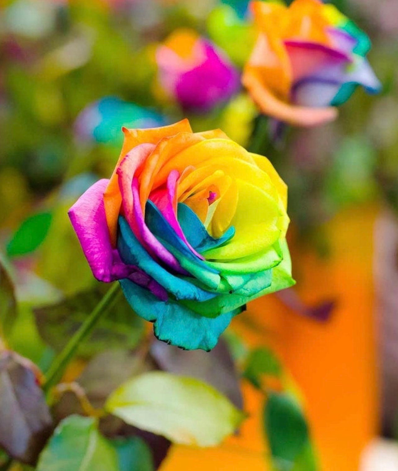 Free Shipping 40pcs Colorful Rainbow Rose Flower Seeds Garden - Etsy