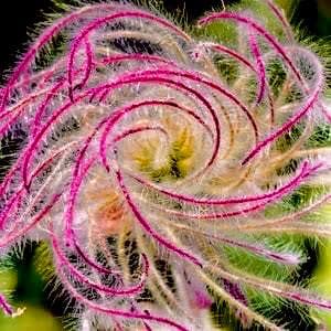 Puede incluir: Primer plano de una flor rosa y blanca con p&eacute;talos largos y delgados que est&aacute;n enroscados y retorcidos. La flor est&aacute; enfocada, mientras que el fondo est&aacute; desenfocado.