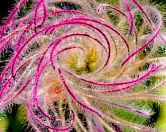 20 Prairie Smoke Fire Seeds Plants Garden Planting Colorful Rare Bonsai Black Hybrid Organic