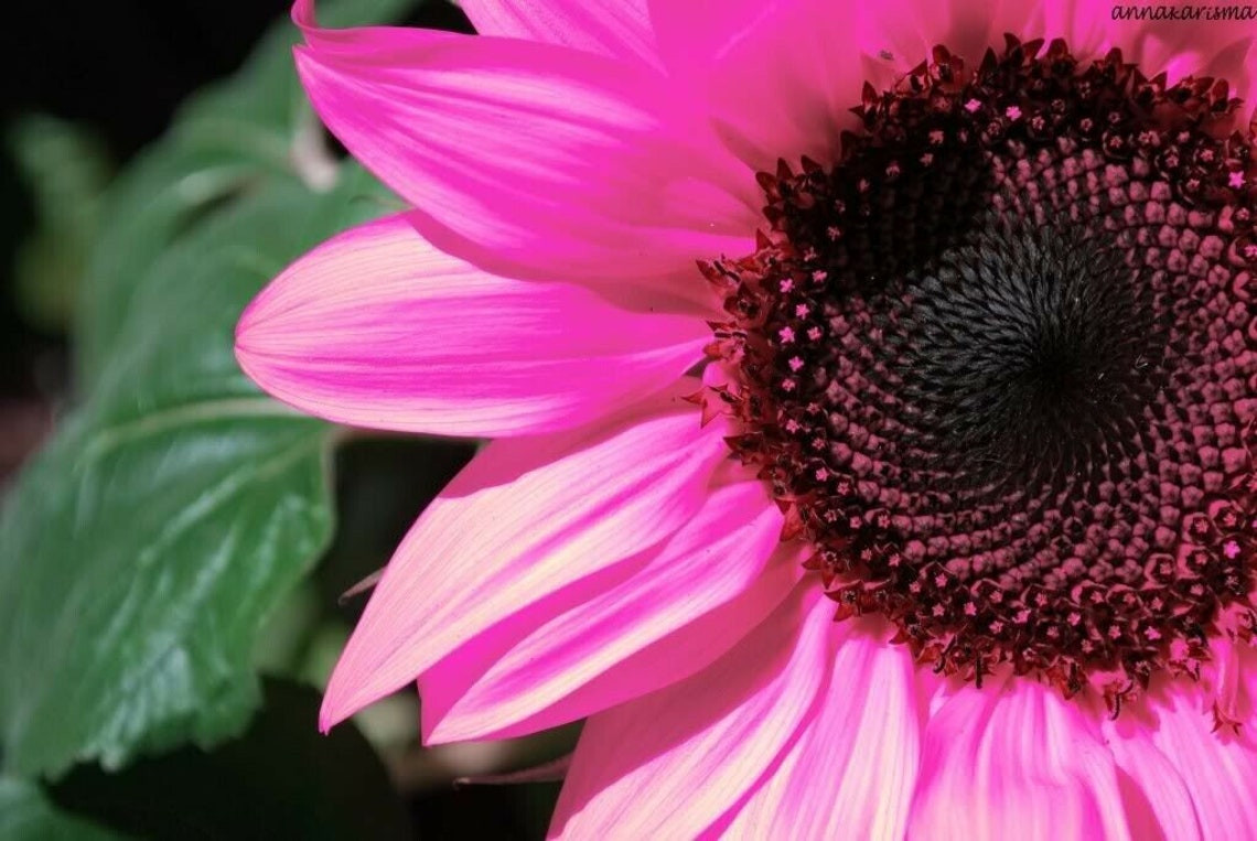 20 Black Oil Pink Sunflower Seeds Plants Garden Planting Etsy