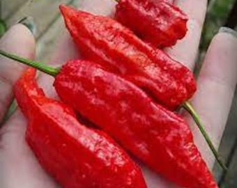 20 Fresh Super-Hot Ghost Bhut Jolokia Red Pepper Seeds Free Shipping