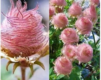 20 Prairie Smoke Fire Seeds Plants Garden Planting Colorful Rare Bonsai Black Hybrid Organic