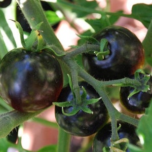 Black Cherry Tomatoes 20 seeds sweet Juicy Rare Organic Odd Vegetable fruit Heirloom image 2