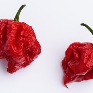 Carolina Reaper Chili Pepper Seeds World Record Hot Peppers Vegetables 20 Seeds