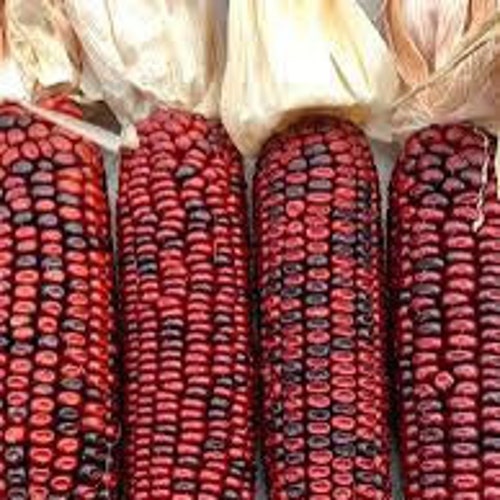 20+ bloody butcher corn rare colors beautiful organic non gmo plant handpicked select seeds kernels, moonshine tortillas