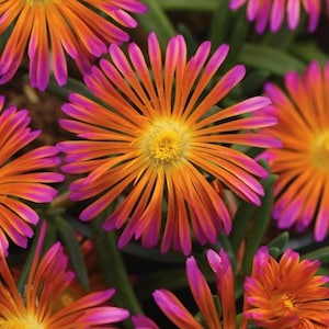 20 Ice plant drought resistant flower seeds for spring summer pink Yellow White colorful fast growing