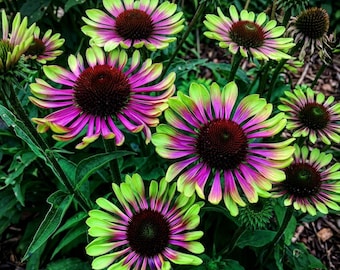 Purple Coneflower Seeds: Green Twister Echinacea, Fast Growing
