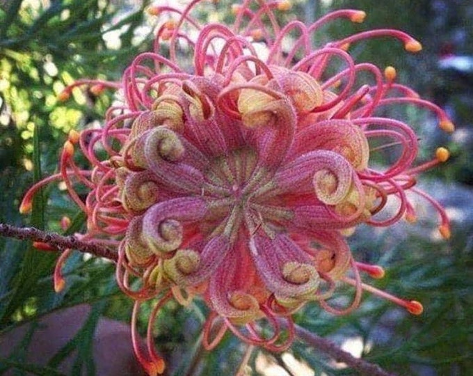 20 Passion Bee Flower Garden Flower Seeds for Spring Summer Gmo Organic