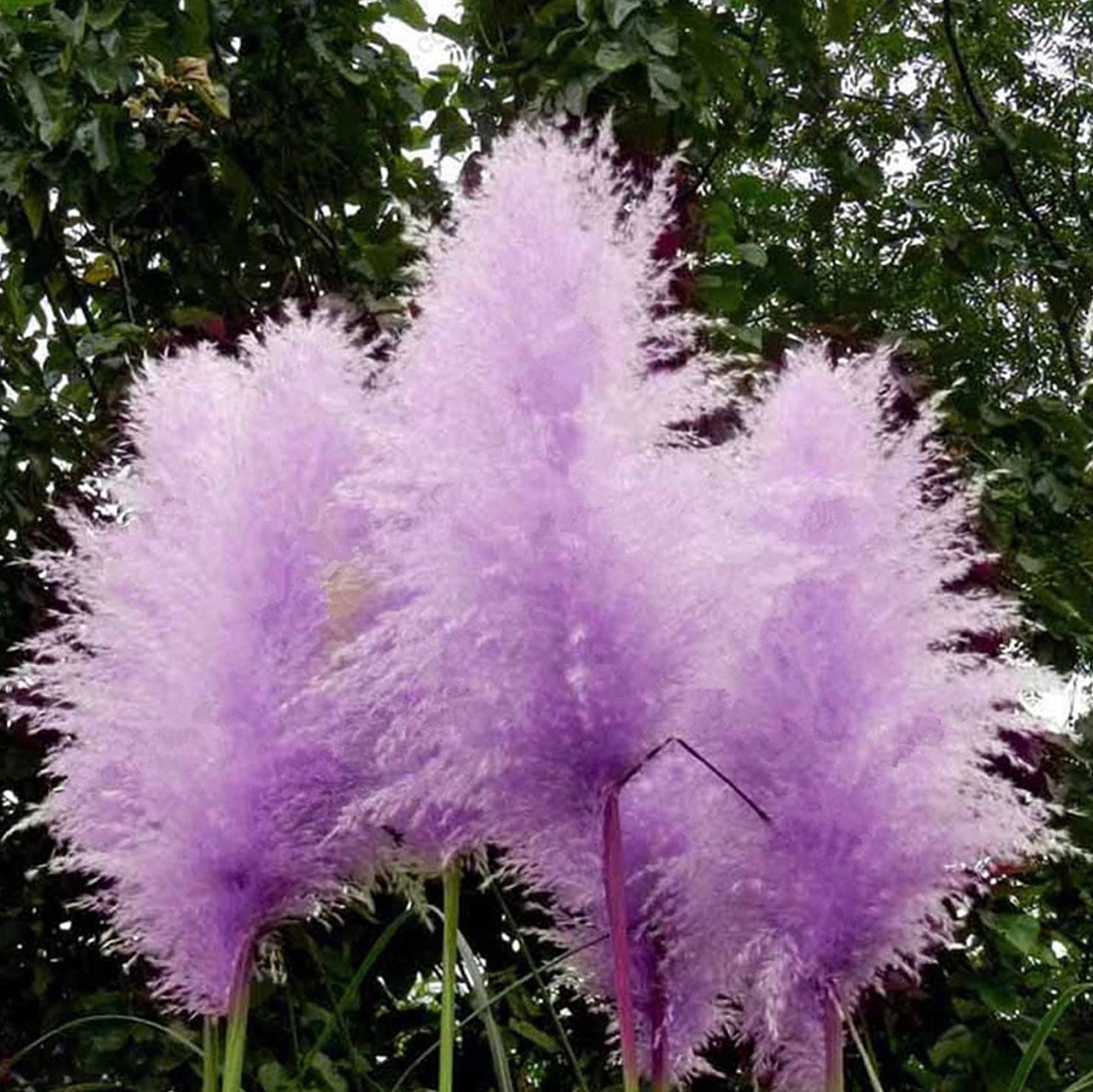 Purple Pampas Grass Seeds 200 Organic and Natural Grass Biofuel Green Environmental Deer Hunting Border Cover Fence Etsy