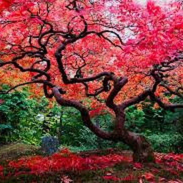 20 Red Japanese Maple Tree Bonsai Seeds Heirloom Rare colorful lawn plant