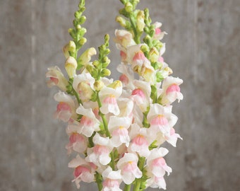 20 beautiful fluffy snapdragon flower seeds for spring summer variety mix pink White colorful fast growing