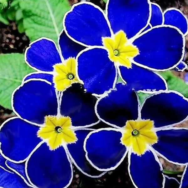 20 Evening Primrose flower seeds for spring summer Blue Yellow White colorful fast growing