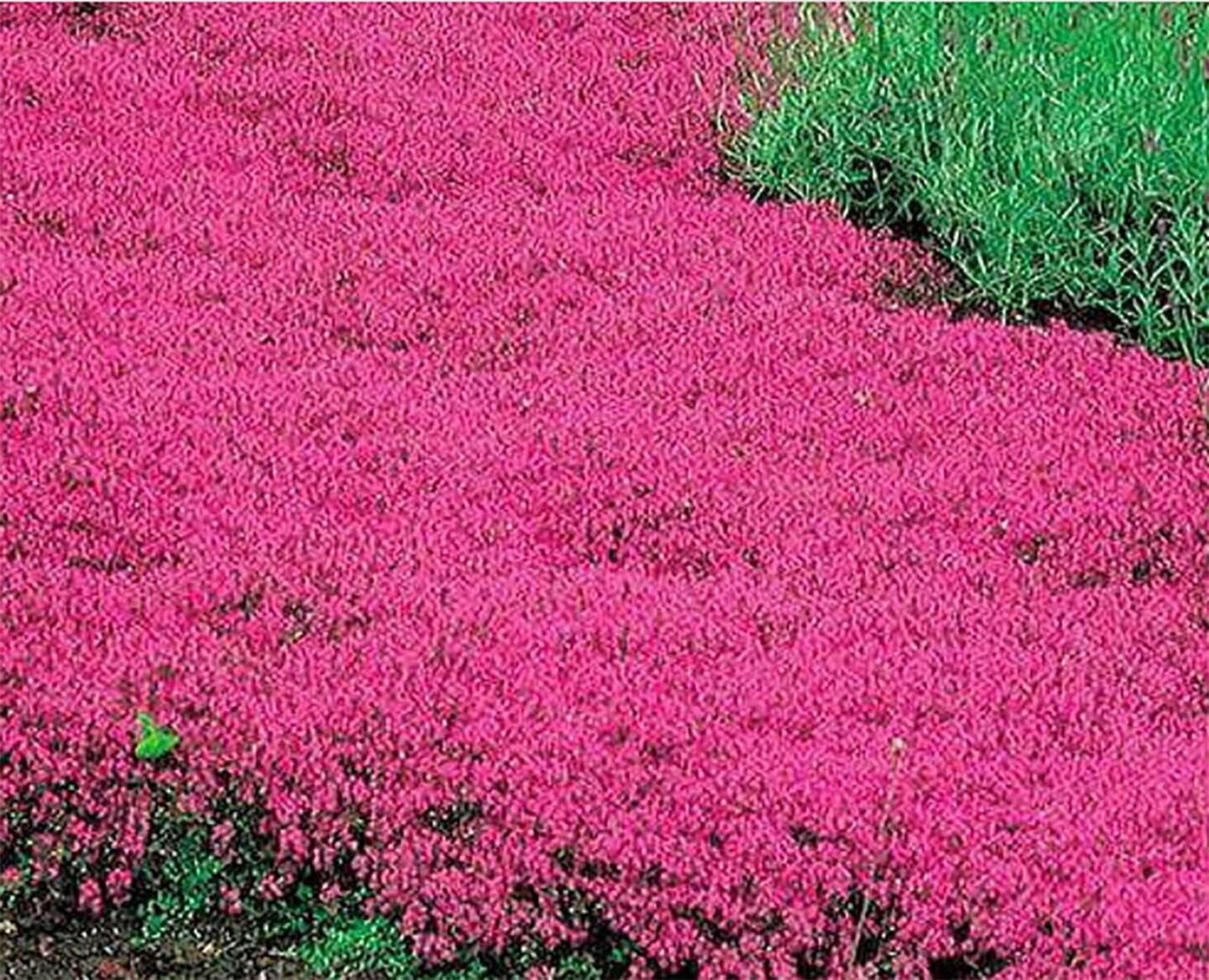 20 Seeds Creeping Thyme Thymus Serpyllum Heirloom Ground Etsy