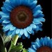 Free Shipping 25 Midnight Oil Blue Sunflower Seeds Plants Garden Planting Colorful Rare Bonsai Black Hybrid Organic 