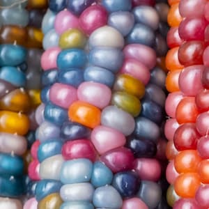 20+ Beautiful Glass gem corn rare colors beautiful organic non gmo plant handpicked select seeds