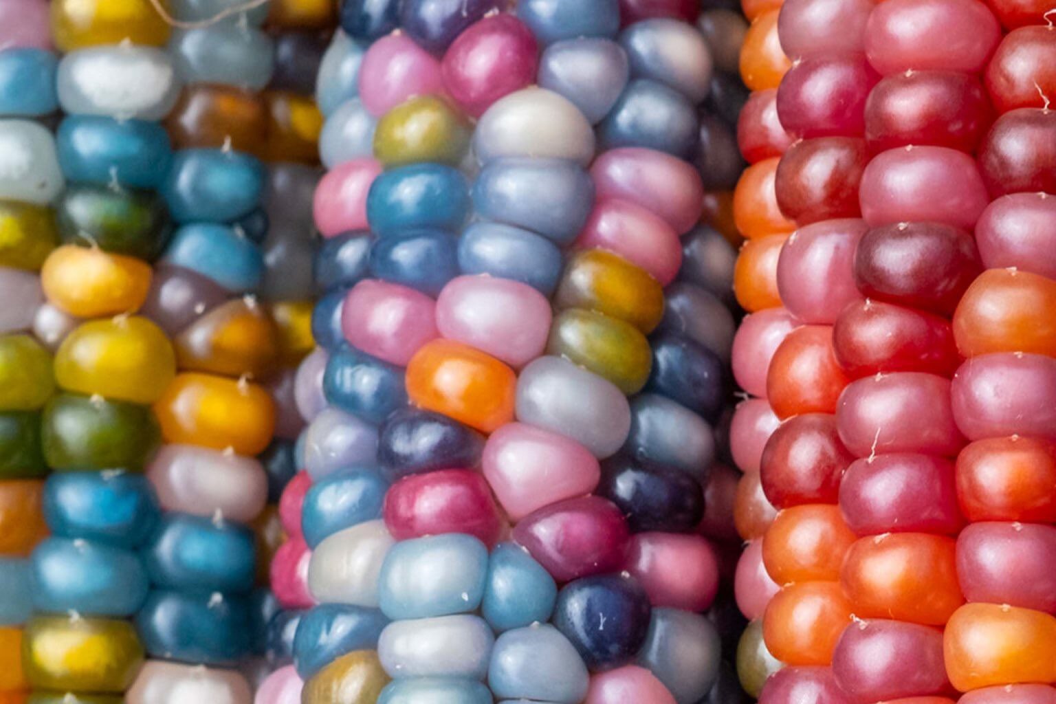 20+ Beautiful Glass Gem Corn Rare Colors Beautiful Organic Non Gmo ...